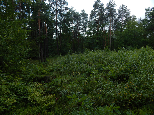 0003_1.jpg 0003_1.jpg
