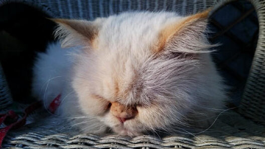 2/4 00e20e65fbb3415bb62506198b9e5b68.jpg