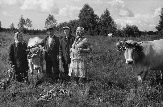 Шумілава, Веліжскі раён Смаленскай вобласці, 1982 г. Траецкае «вянчанне» кароў у полі. Фота Марыны Уласавай. Шумілава, Веліжскі раён Смаленскай вобласці, 1982 г. Траецкае «вянчанне» кароў у полі. Фота Марыны Уласавай.