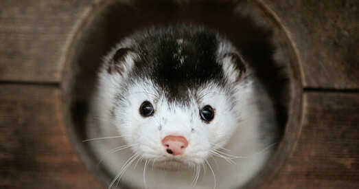 Данія знішчыць усіх сваіх норак на пушных фермах праз каронавірус