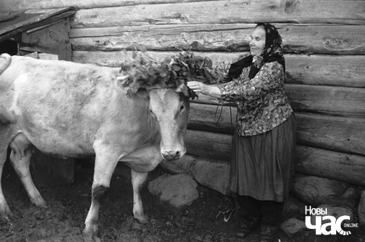 Шумілава, Веліжскі раён Смаленскай вобласці, 1983 г. Акуліна Філіпаўна Гапеева «вянчае» карову на Тройцу. Фота Марыны Уласавай. Шумілава, Веліжскі раён Смаленскай вобласці, 1983 г. Акуліна Філіпаўна Гапеева «вянчае» карову на Тройцу. Фота Марыны Уласавай. 
