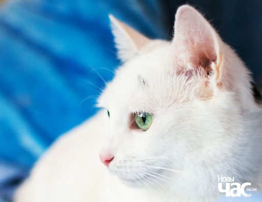 4/6 100610491_4145529158820408_757885273307611136_n_logo.jpg