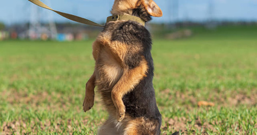 Розачка — ласкавая, выхаваная і незаслужана самотная