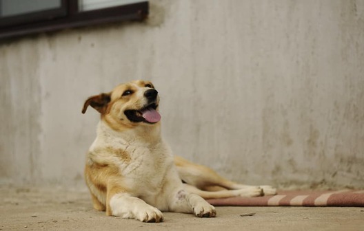 104599950_150883503183035_5829850443181306614_n_logo.jpg 104599950_150883503183035_5829850443181306614_n_logo.jpg