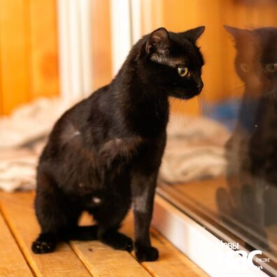 106217020_4313321305374525_6499195310043713524_o_logo.jpg 106217020_4313321305374525_6499195310043713524_o_logo.jpg