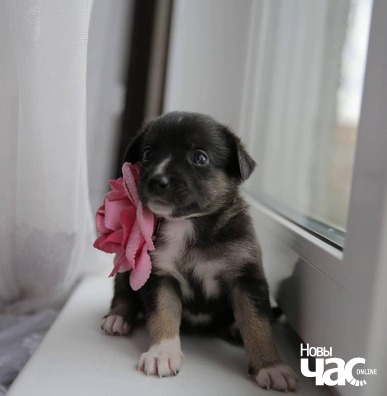 106457119_1187711728249074_6826016747747190943_n_logo.jpg 106457119_1187711728249074_6826016747747190943_n_logo.jpg