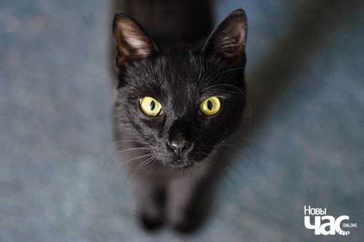 106462329_3368413253208905_5921526401577454985_o_logo.jpg 106462329_3368413253208905_5921526401577454985_o_logo.jpg