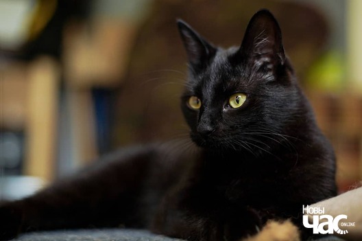 106988347_3368413379875559_5734243106800183450_o_logo.jpg 106988347_3368413379875559_5734243106800183450_o_logo.jpg