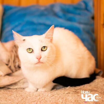 107086745_4323048337735155_5262409937406826028_o_logo.jpg 107086745_4323048337735155_5262409937406826028_o_logo.jpg