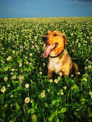 4/5 109461028_819249408479715_1318779889428114062_n_logo.jpg