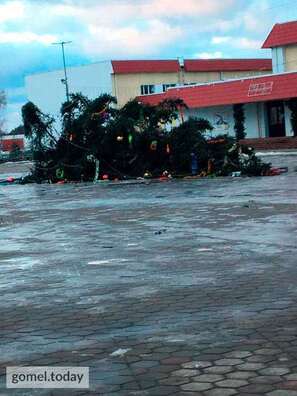 Паваленая елка ў Акцябрскім, Паваленая елка ў Акцябрскім,