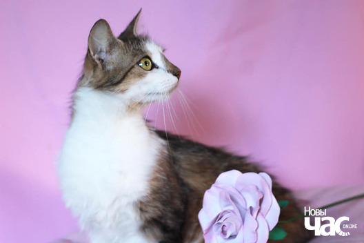 116865844_1550664148439488_2907440491654746184_n_logo.jpg 116865844_1550664148439488_2907440491654746184_n_logo.jpg