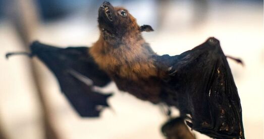 Уханьскія навукоўцы планавалі заражаць кажаноў каронавірусам яшчэ ў 2018 годзе?