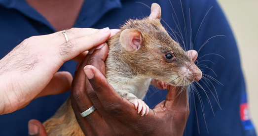 Азербайджан наняў пацукоў для размінавання Нагорнага Карабаха