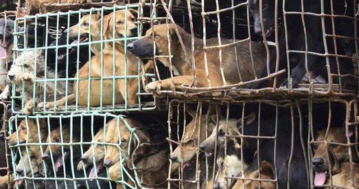 Хатні гадаванец? Не, улюбёная страва