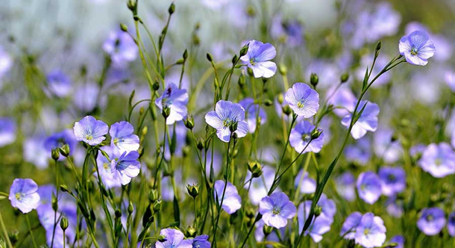 Лён-даўгунец і спосабы яго цераблення Лікбез: як правільна церабіць даўгунец