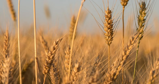 Падпісанае пагадненне па ўкраінскім збожжы