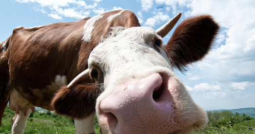 У адным з калгасаў у Пружанскім раёне загінулі 226 галоў жывёлы. На дырэктара завялі крымінальную справу