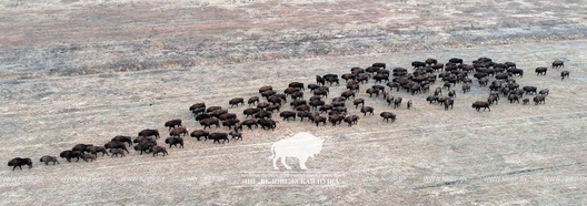 Фота Аляксея Буневіча Фота Аляксея Буневіча