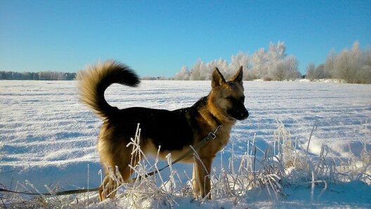 1miva48sqde_logo.jpg 1miva48sqde_logo.jpg