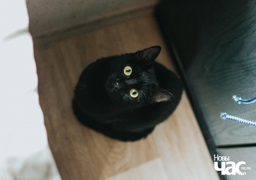 1nkc_p6o_s8_v8_logo.jpg 1nkc_p6o_s8_v8_logo.jpg