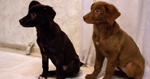 Дзіна і Дзіва — прыгажуні з суровым лёсам