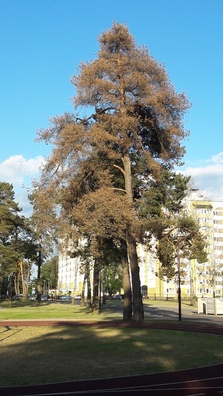 2/3 20170615_195728_logo.jpg