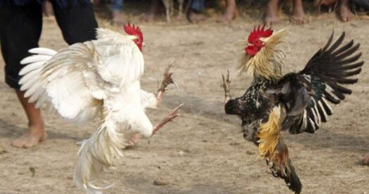 Іспанія. Пеўням не дазволілі біцца