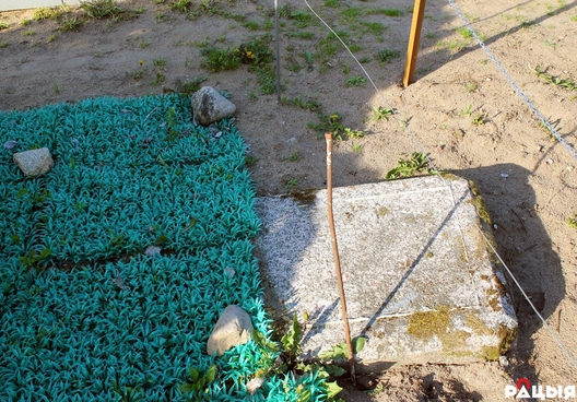 4/14 2020_05_06_volha_siamaszka_rakau_szestak13.jpg