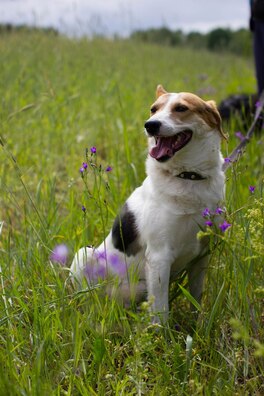 3/4 213play6sos_logo.jpg