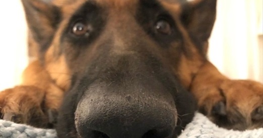 У Ганконгу другі сабака захварэў на каронавірус