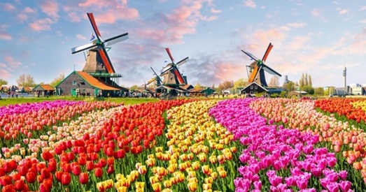 У Нідэрландах знішчылі 400 мільёнаў кветак з-за каронавіруса