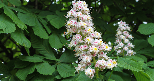 Навукоўцы: еўрапейскія дрэвы пад пагрозай знікнення