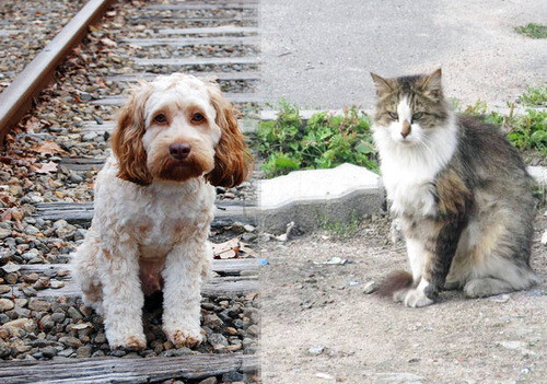 2d5d7e1a199a848ce1ec29ea4ccc53c6_500x351.jpg 2d5d7e1a199a848ce1ec29ea4ccc53c6_500x351.jpg