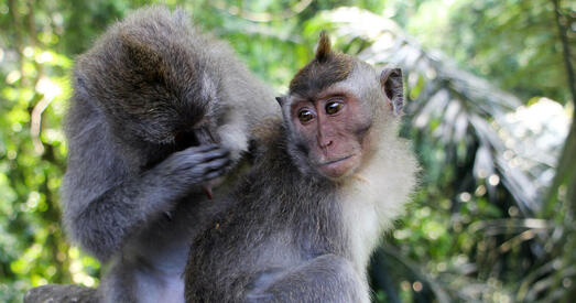 У Еўропе ўспышка малпавай воспы