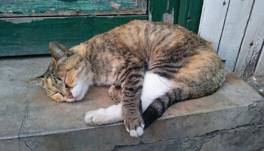 4316d9ba45954a1cab3bb6b72d5221ea.jpg 4316d9ba45954a1cab3bb6b72d5221ea.jpg