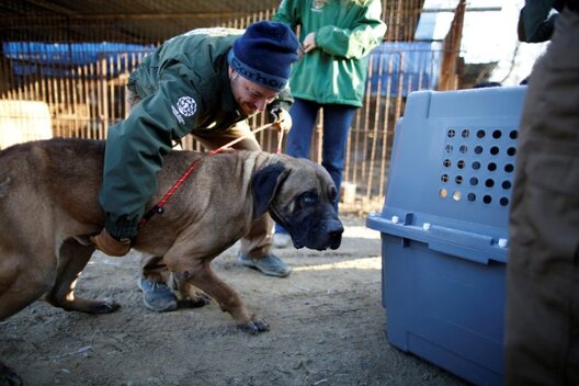 Супрацаўнікі Humane Society International ратуюць сабаку з сабачай фермы ў горадзе Ванджу ў Паўднёвай Карэі. Студзень 2017 года. Фота: Kim Hong-Ji / Reuters Супрацаўнікі Humane Society International ратуюць сабаку з сабачай фермы ў горадзе Ванджу ў Паўднёвай Карэі. Студзень 2017 года. Фота: Kim Hong-Ji / Reuters