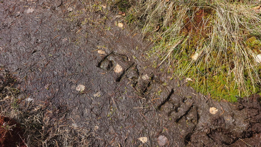 Фота www.bahna.ngo Фота www.bahna.ngo