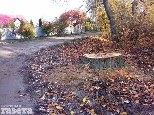 5dub_bulkovo_1019_zhiteli_bg.jpg 5dub_bulkovo_1019_zhiteli_bg.jpg