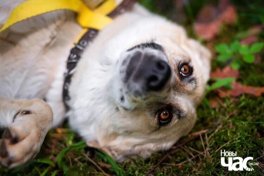 5xosnv_6m_o_logo.jpg 5xosnv_6m_o_logo.jpg