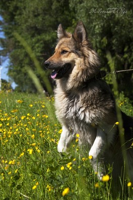 62361702_362160711107548_5751338865818337280_o_logo.jpg 62361702_362160711107548_5751338865818337280_o_logo.jpg