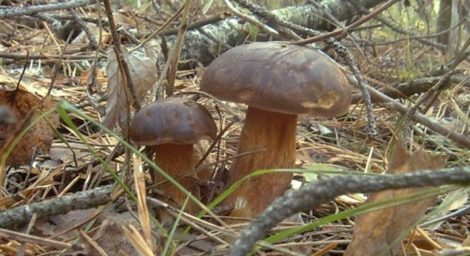 У Германіі большасць лясных грыбоў да гэтага часу забруджаныя радыяцый з прычыны аварыі на ЧАЭС У Германіі большасць лясных грыбоў да гэтага часу забруджаныя радыяцый з прычыны аварыі на ЧАЭС