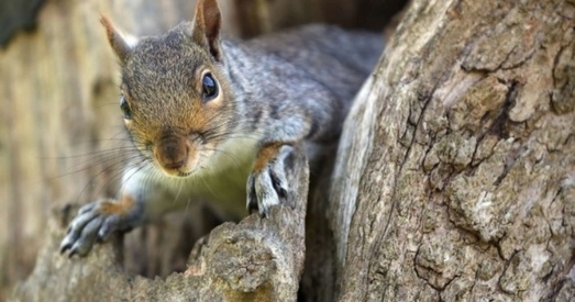 ЗША. Сцеражыся вавёркі!