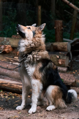 6/6 71481184_2754431484575619_3970308295733805056_naaaaaaa_logo.png