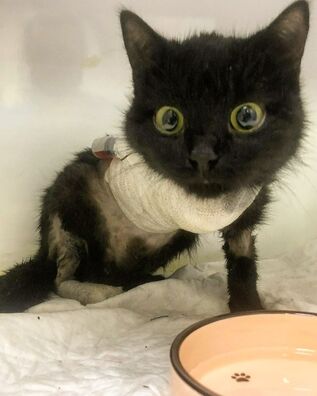 75513413_3525646494142014_6476112939160961024_o_logo.jpg 75513413_3525646494142014_6476112939160961024_o_logo.jpg