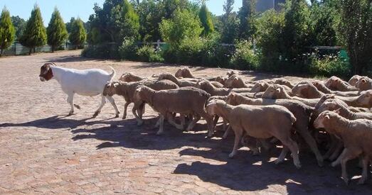 Фарс і злачынства, за якія давядзецца адказаць
