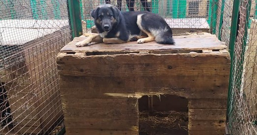 SOS: Заўтра яе заб'юць. Давайце выратуем! (Абноўлена)