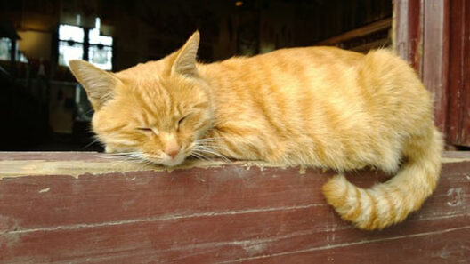 1/4 7f641e518f7743b29541b58d2592fc2f.jpg