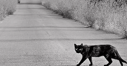 Мяцеж Прыгожына пасварыў Лукашэнку і Пуціна