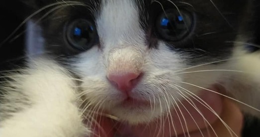 Міламу і смешнаму дзіцяці патрэбна добрая мама. Абноўлена: дом знойдзены!